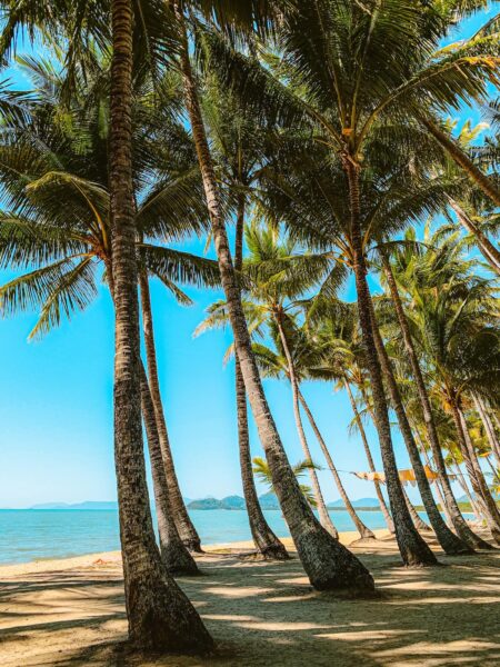 Palmbomen Cape Trip