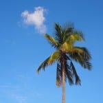 Palmbomen nassau strand
