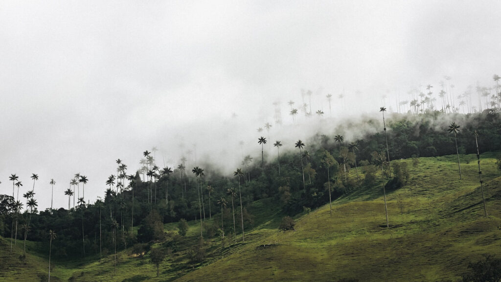 Palmbomen in Valle de Cocora