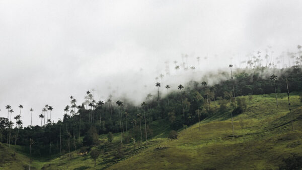 Palmbomen in Valle de Cocora