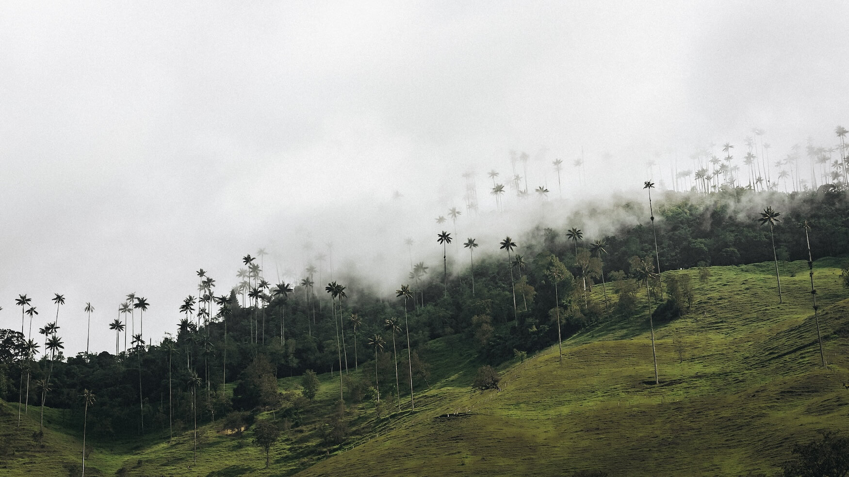Palmbomen in Valle de Cocora