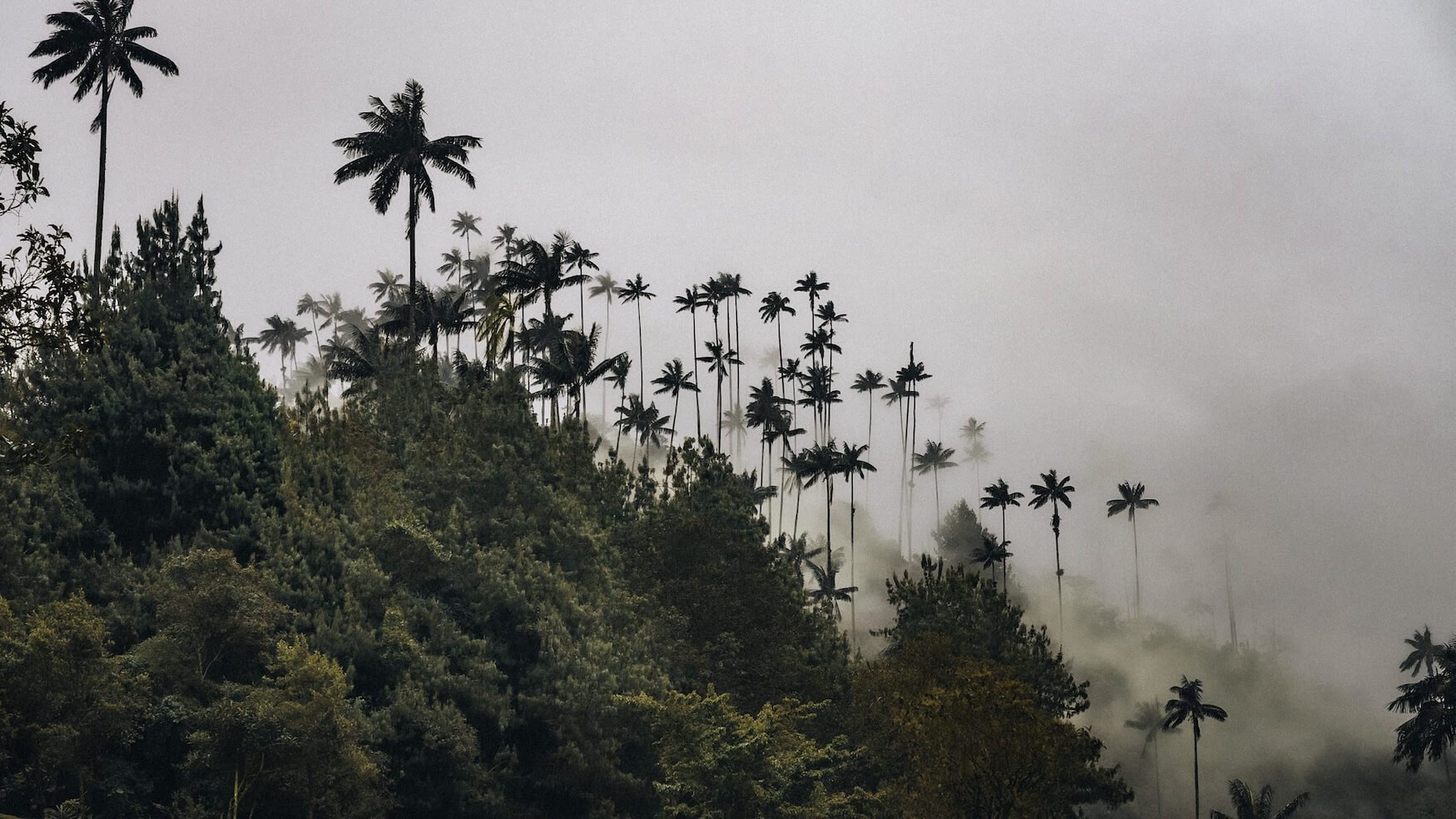 Palmbomen in de mist, Valle de Cocora