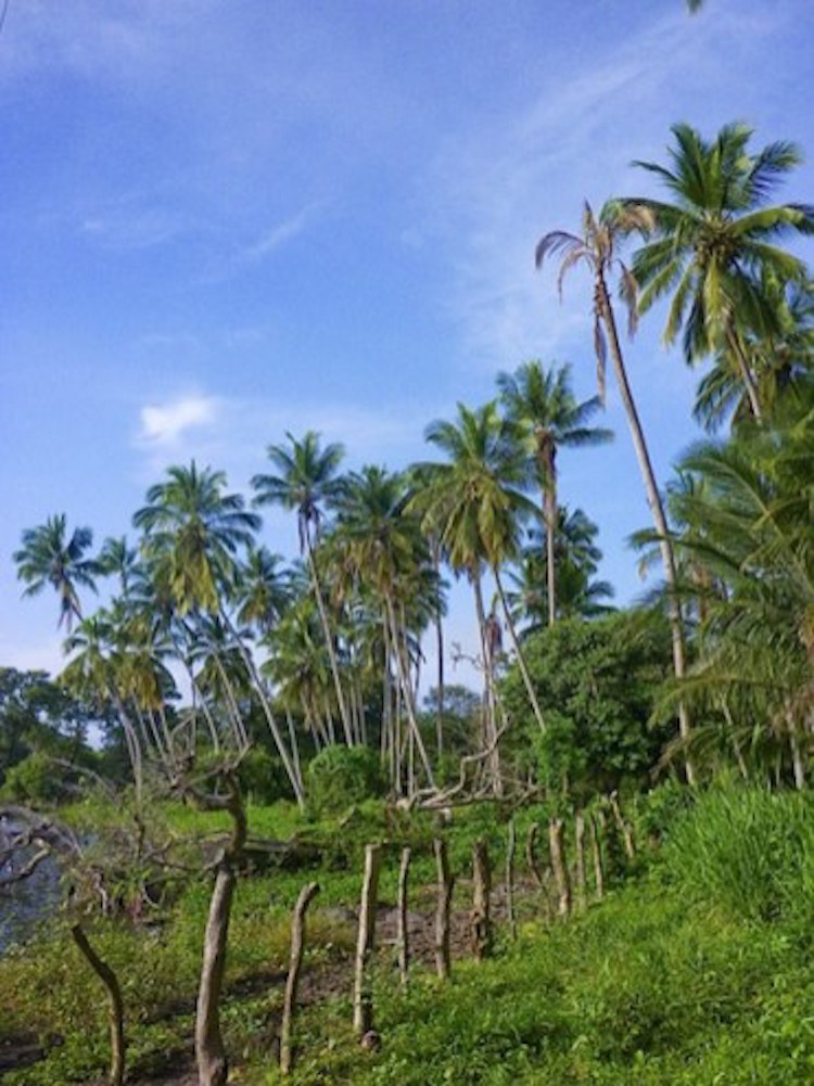 Palmbomen-ometepe-nicaragua