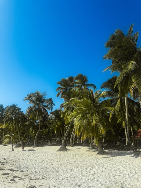 Palmbomen op het eiland Saona