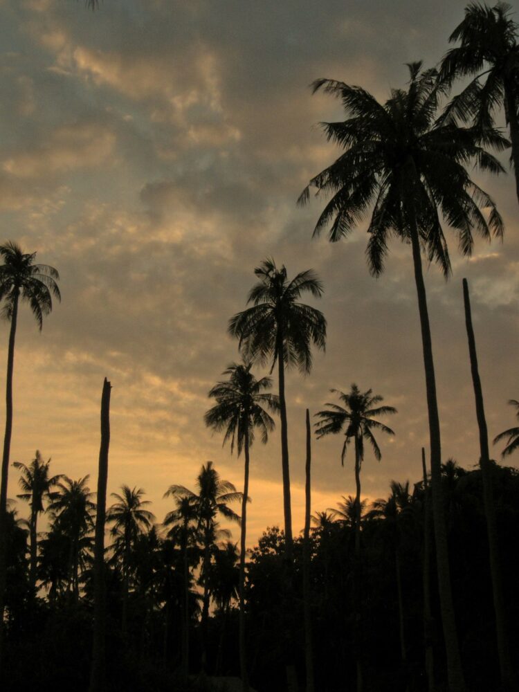Palmbomen op karimun jawa island