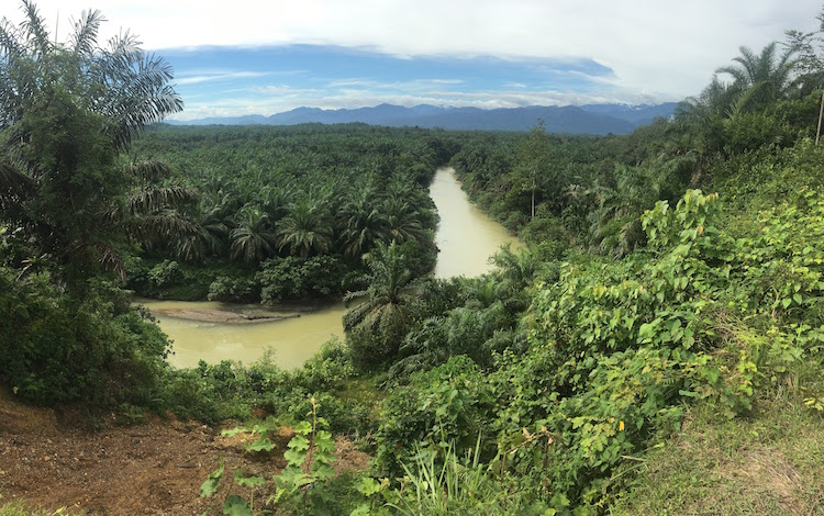 Palmolieplantages jungle sumatra