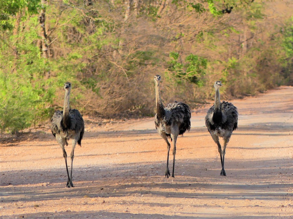 Pantanal Brazilie dieren