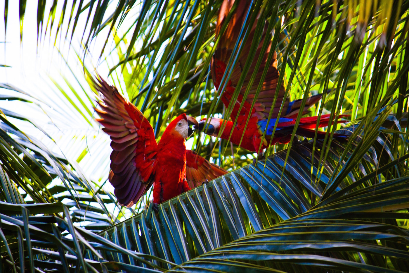Pantanal Brazilie