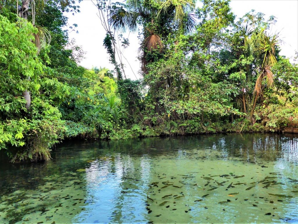 Pantanal brazilie