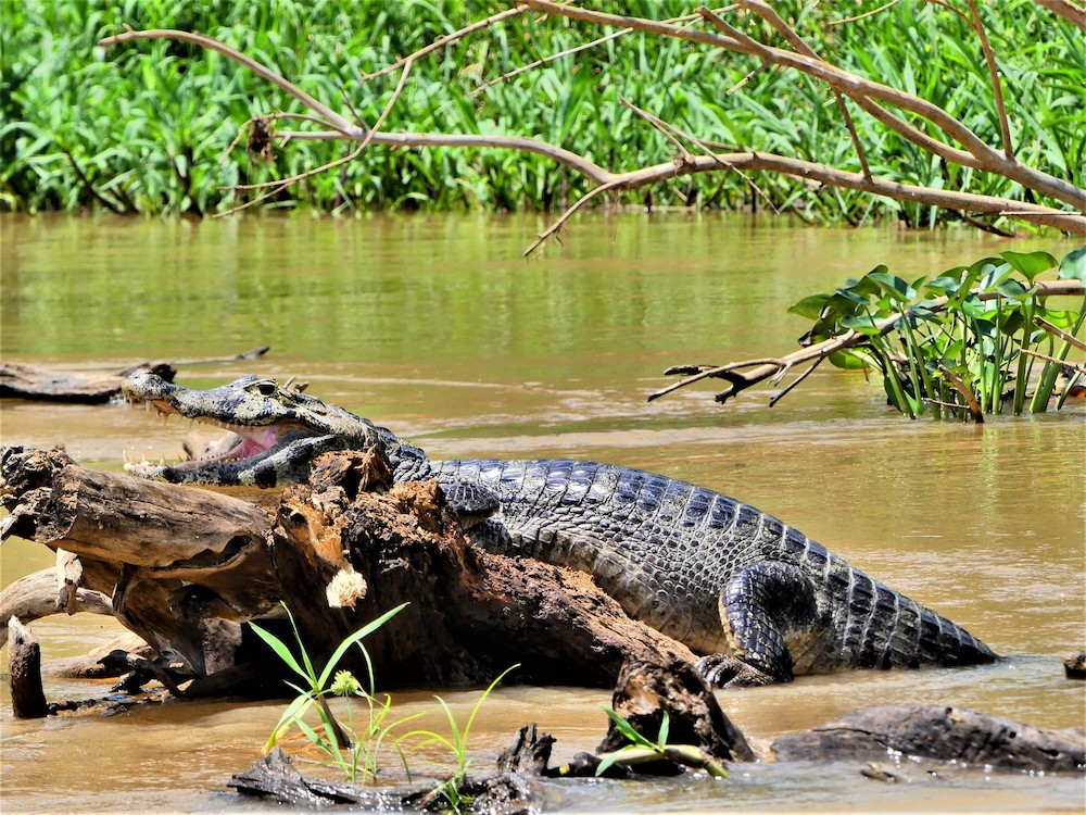 Pantanal krokodillen dieren brazilie
