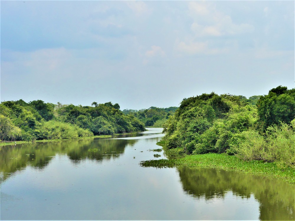 Pantanal natuur brazilie