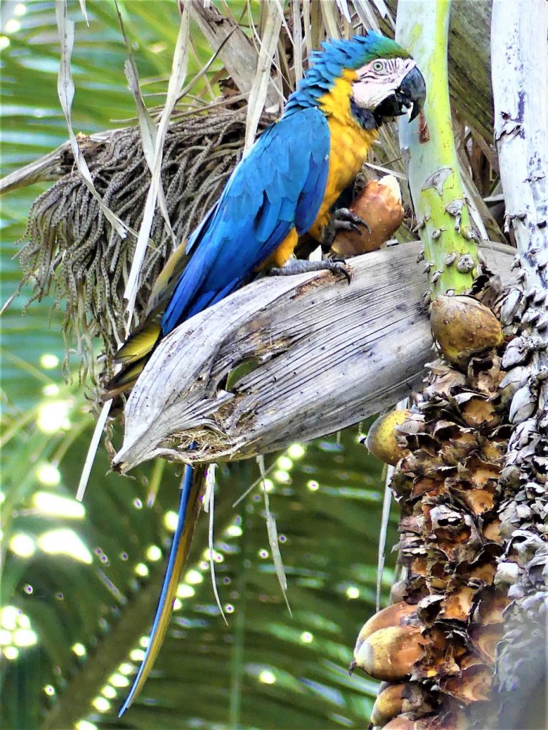 Pantanal papegaaien brazilie