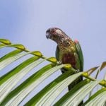 Papegaai suriname in de jungle