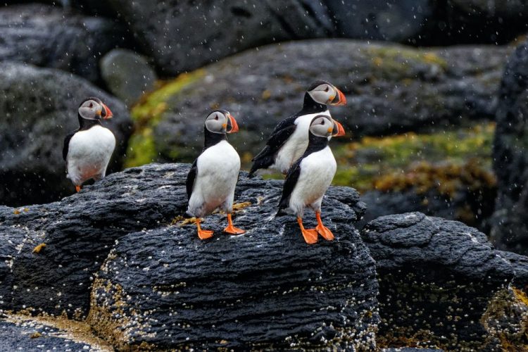 Papegaaiduikers puffins