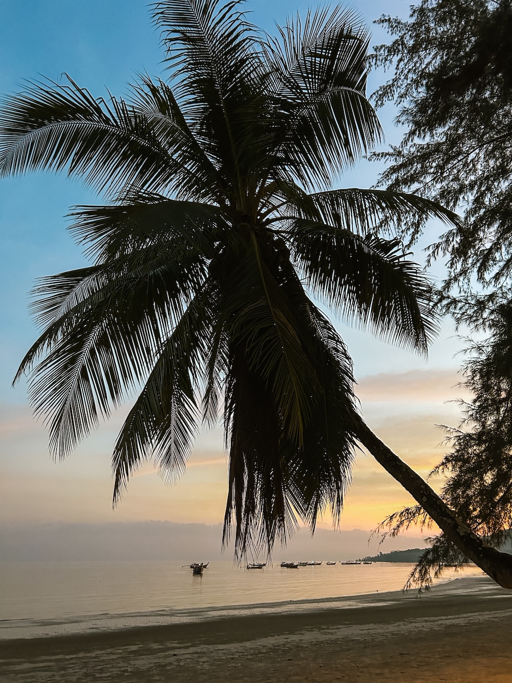 Pearl beach palmboom