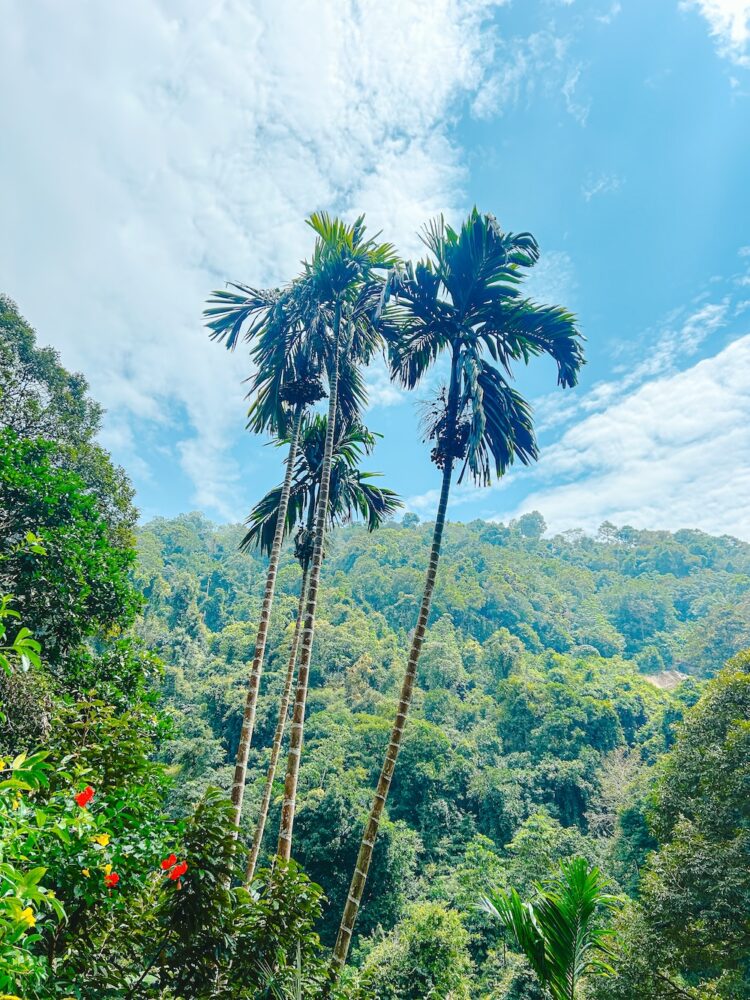 Penang palmbomen