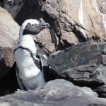 Penguin Boulders Beach