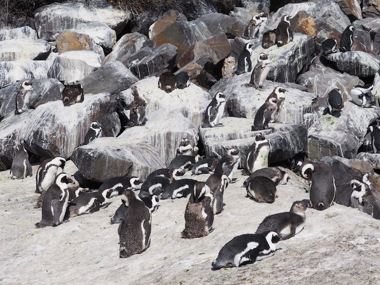 Penguin Boulders Beach