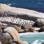 Penguin boulder beach zuid afrika