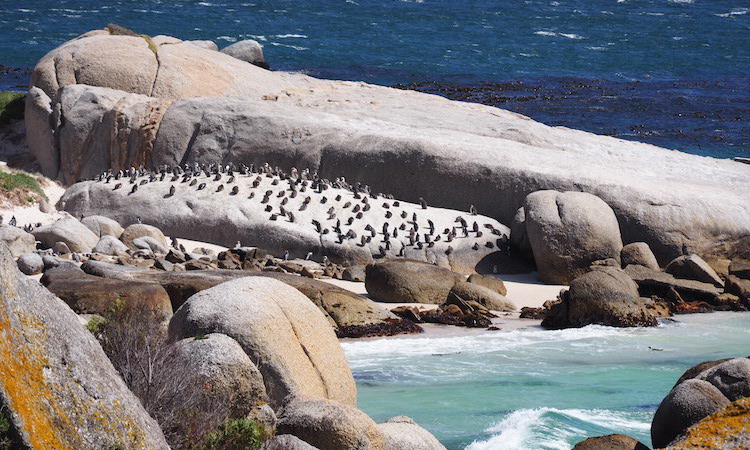 Penguin boulder beach zuid afrika