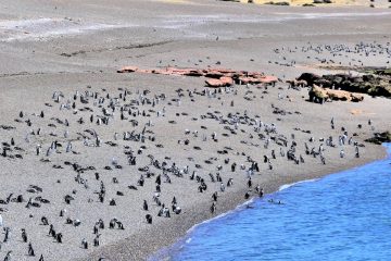 Península Valdés, penguins in Punta Tombo