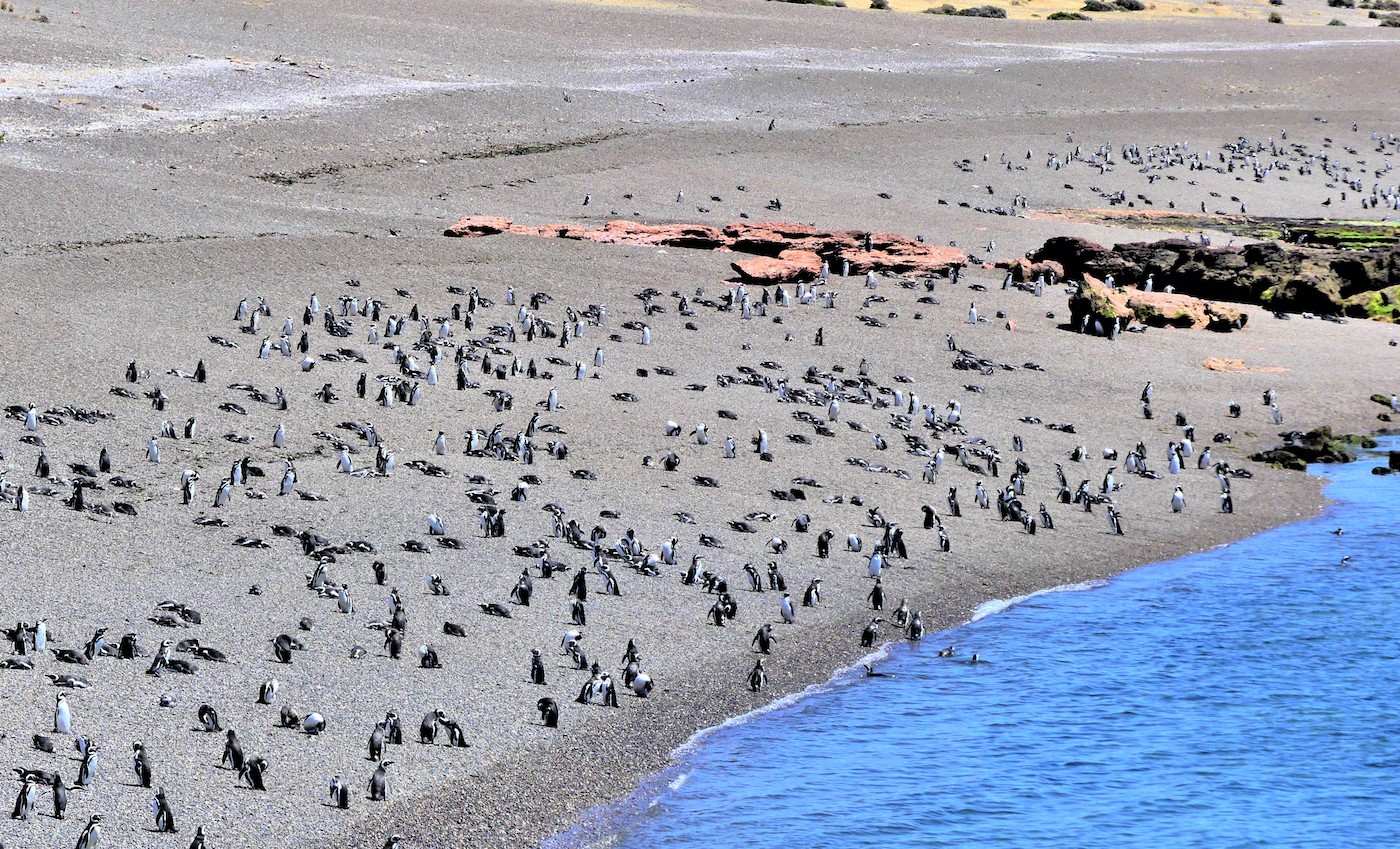 Península Valdés, penguins in Punta Tombo