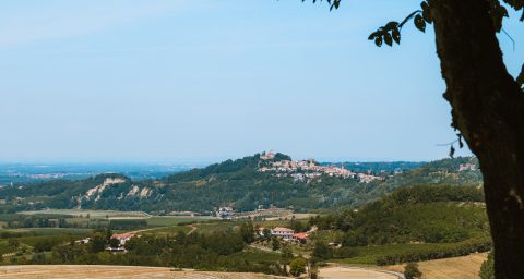 Piemonte Wijngaarden