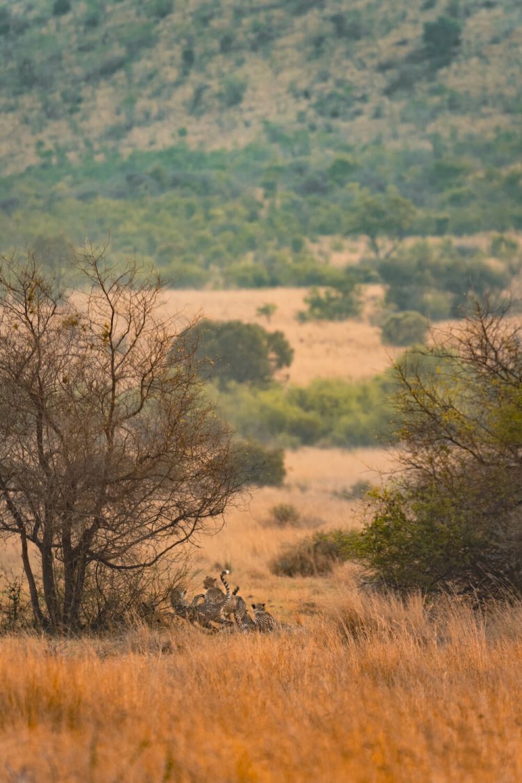 Pilanesberg Safari 5