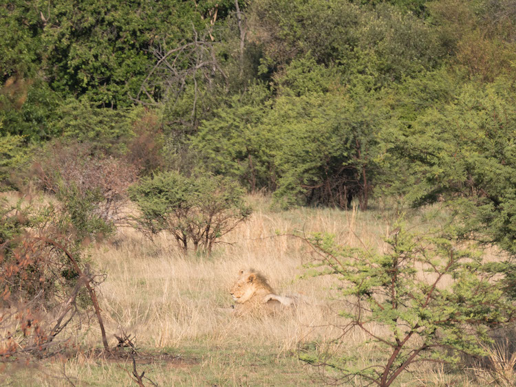 Pilanesberg Zuid Afrika leeuw