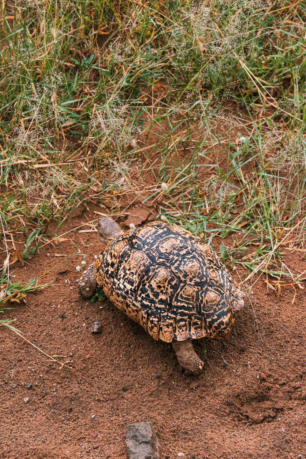 Pilanesberg national park schildpad