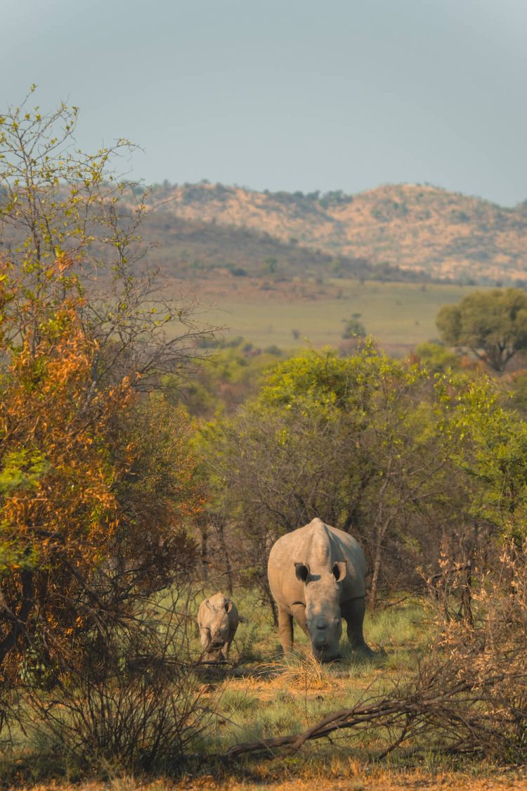 Pilanesberg safari