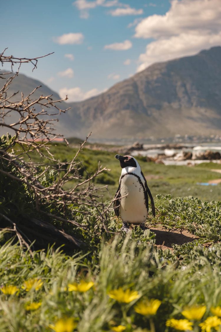 Pinguins Kaapstad