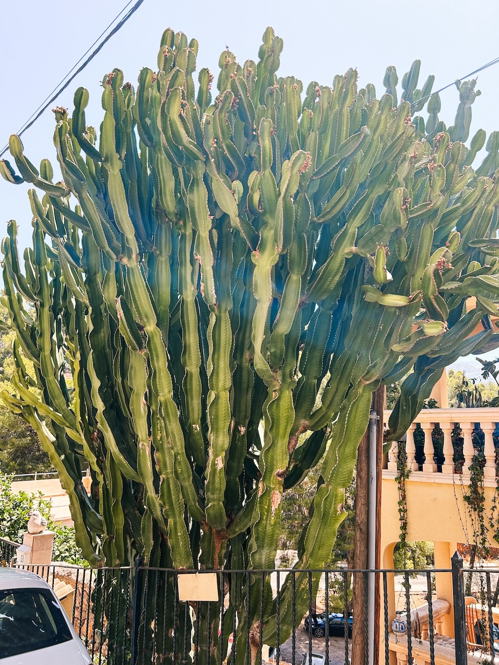 Plant Mallorca