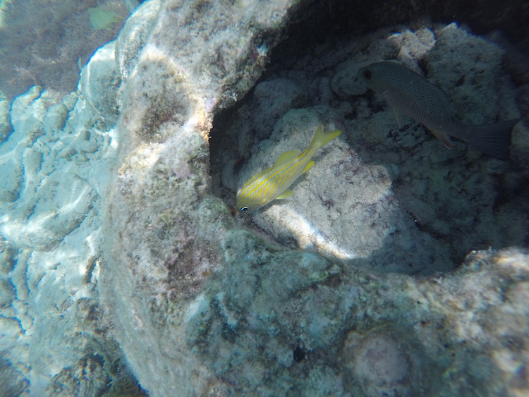 Porto Marie snorkelen curacao