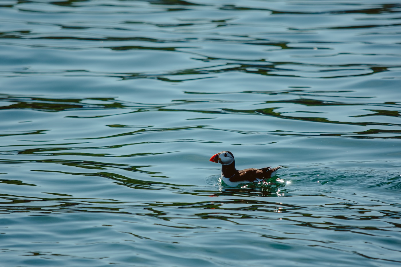 Puffin Anglesey