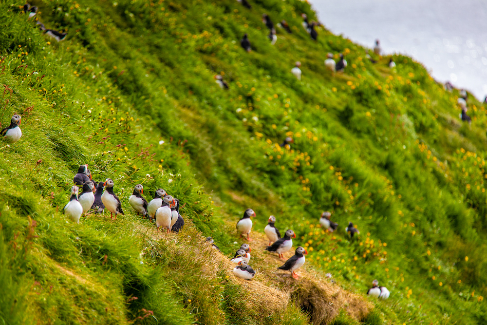 Puffins ijsland fly drive
