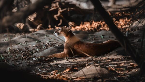 Puma in Costa Rica
