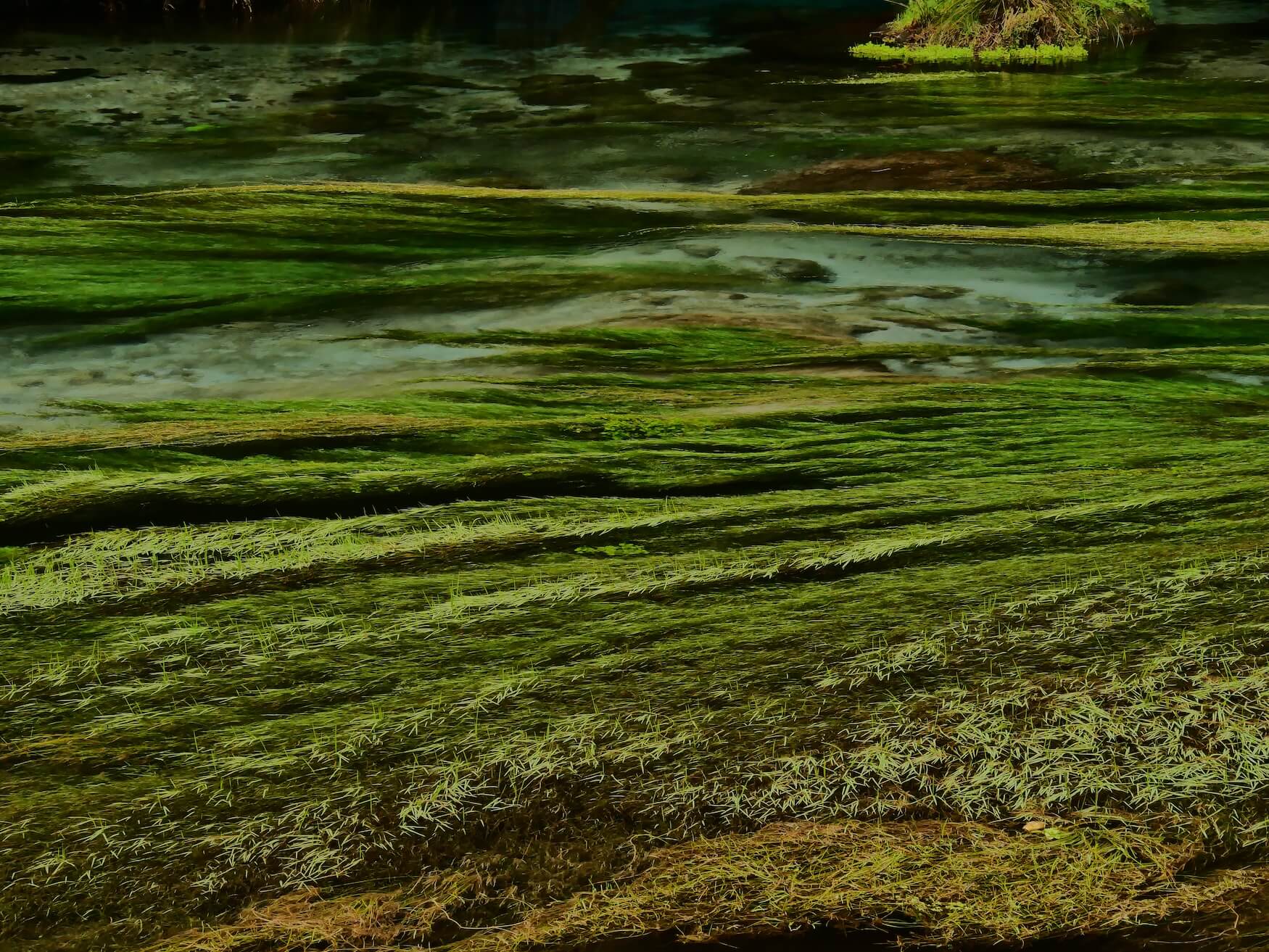 Pupu Springs Nelson