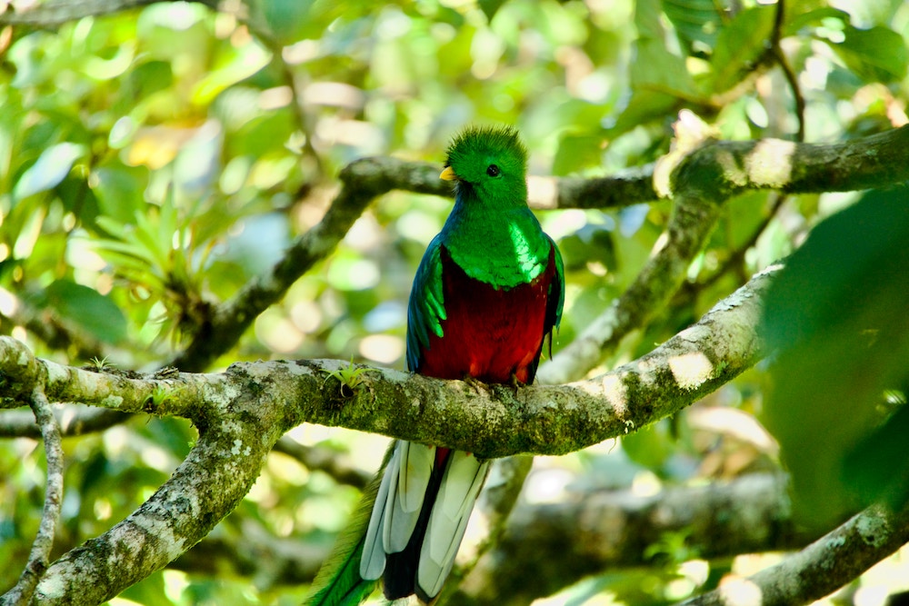Quetzal Monteverde