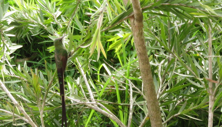 Quilotoa loop ecuador kolibries