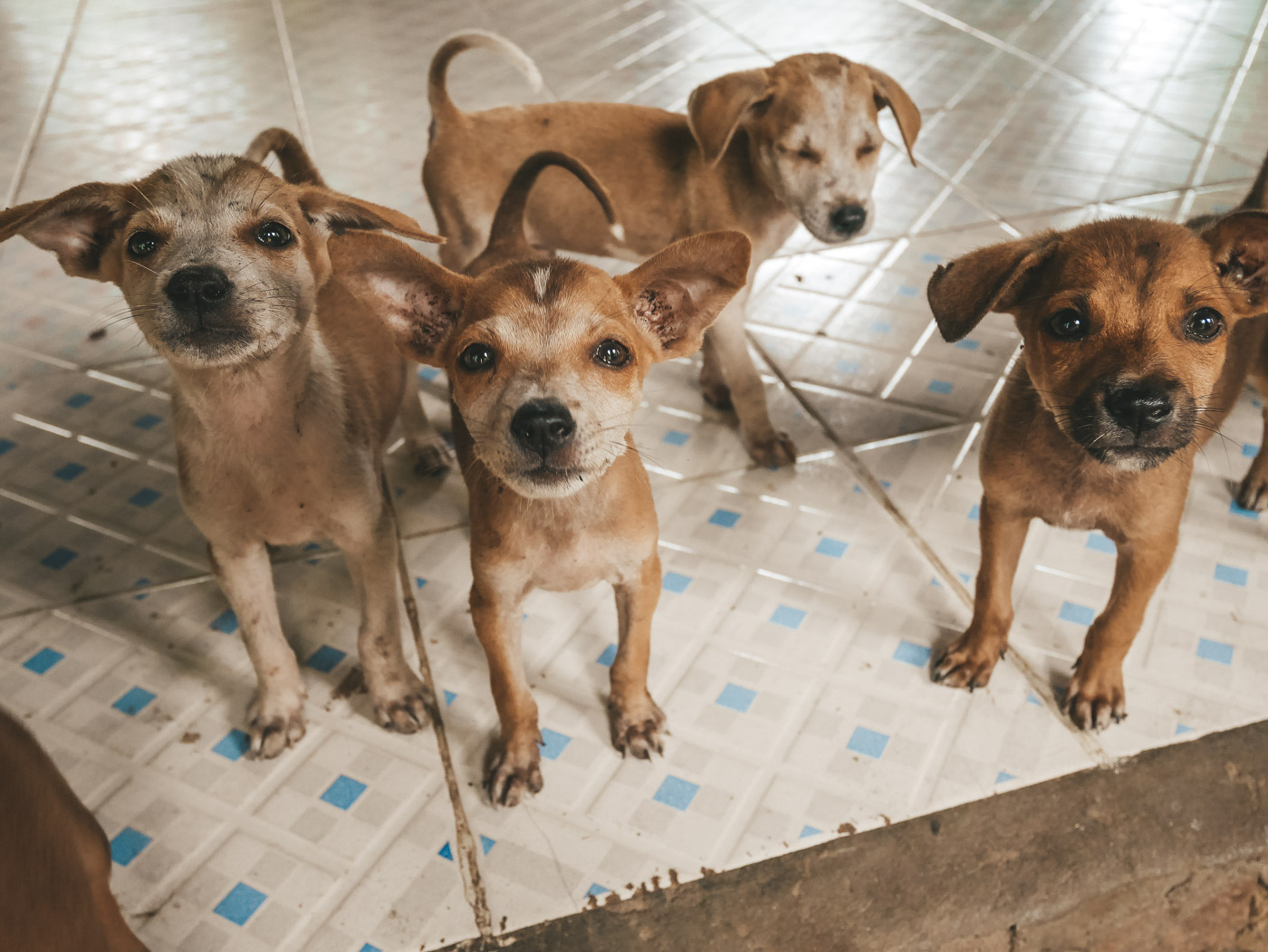 Rabies vaccinatie