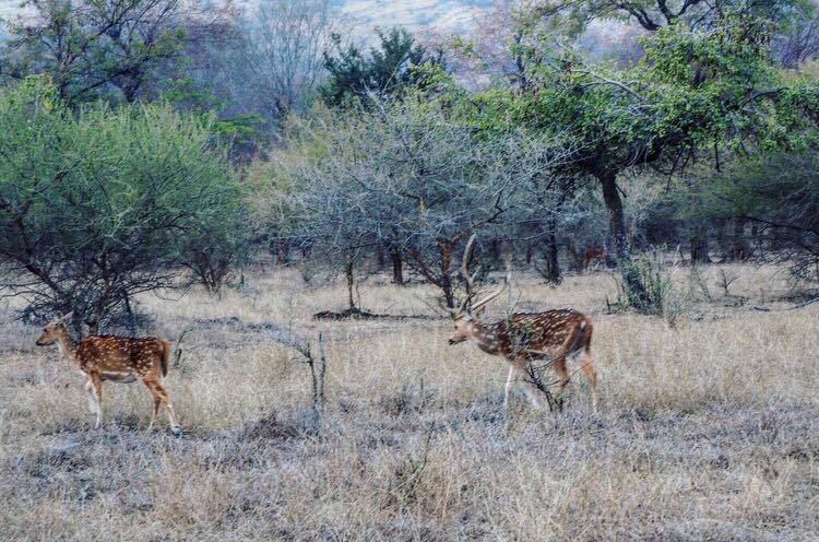 Ranthambore india