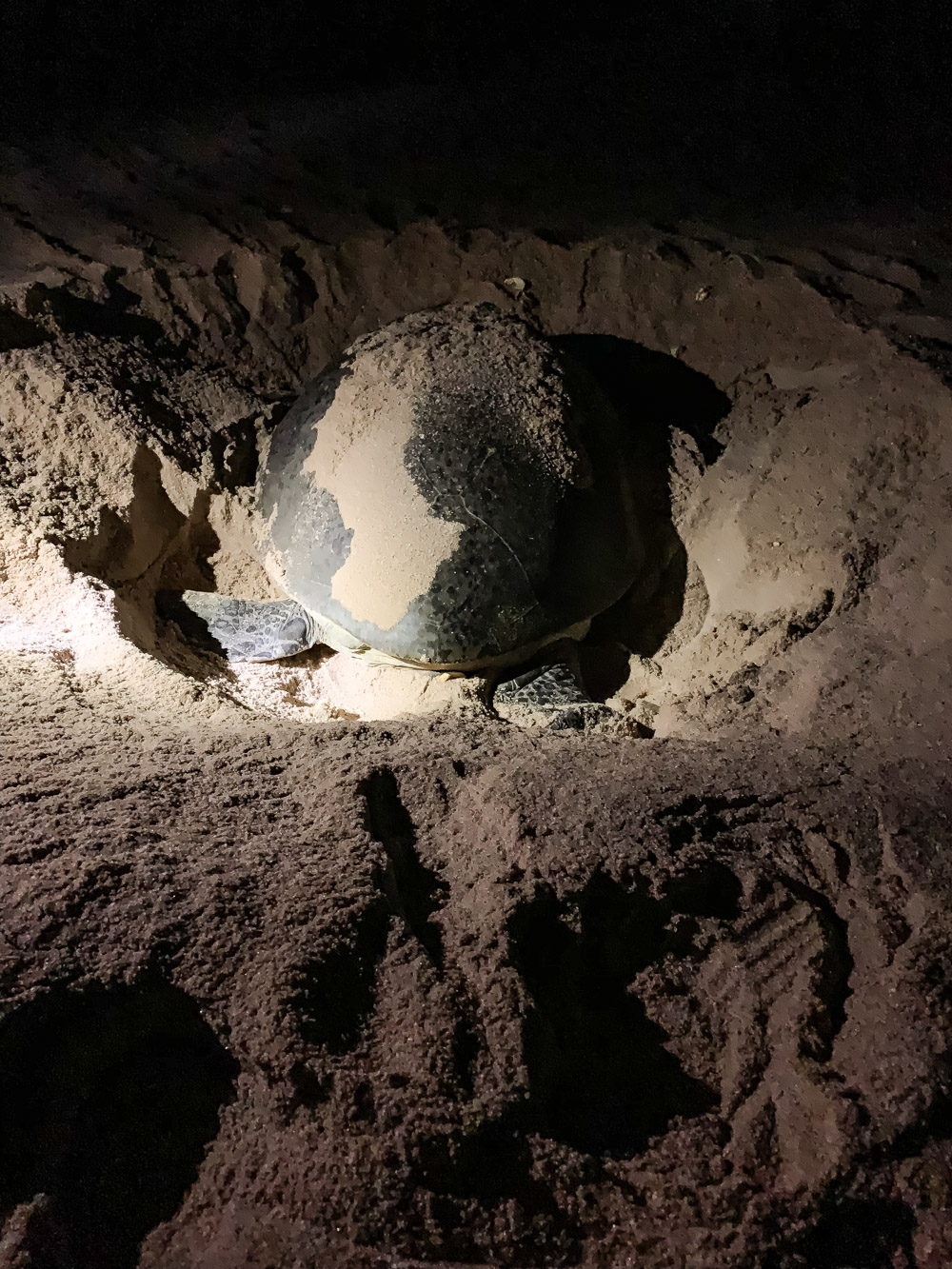 Ras Al Jinz Turtle Reserve baby schildpadden