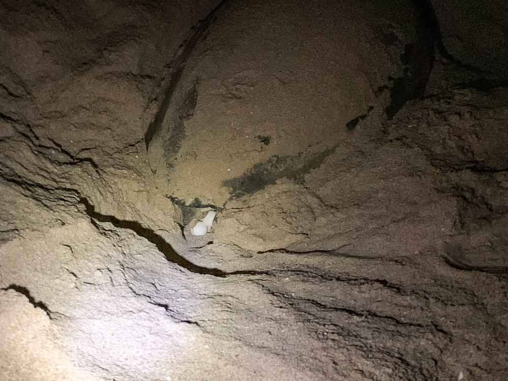 Ras Al Jinz Turtle Reserve in Oman schildpadden spotten