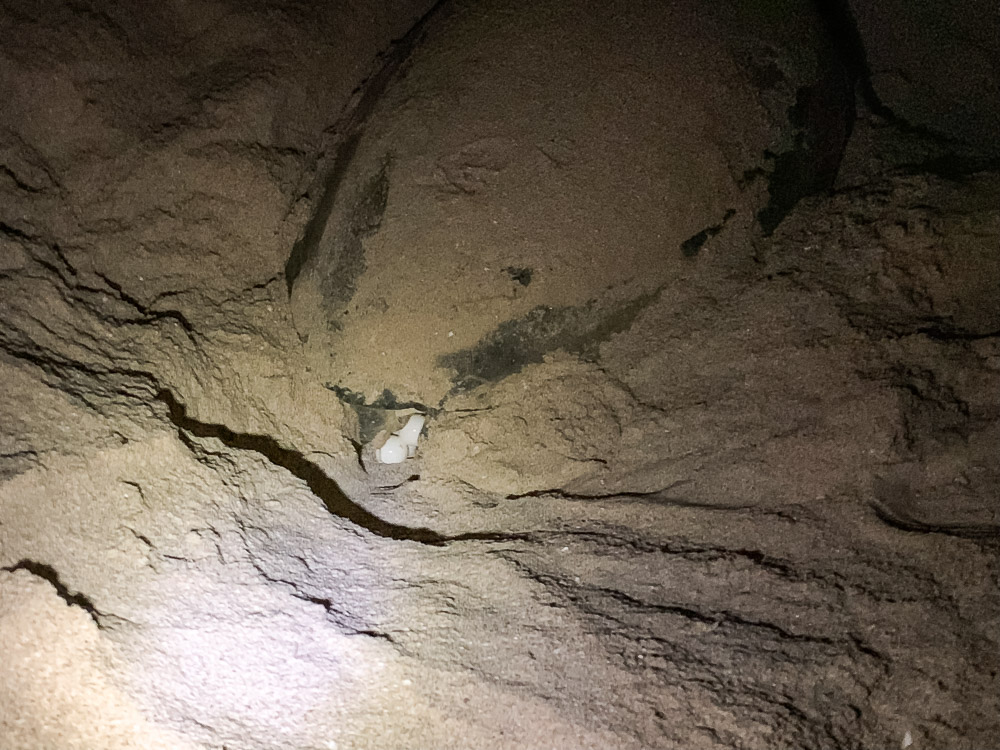 Ras Al Jinz Turtle Reserve in Oman schildpadden spotten