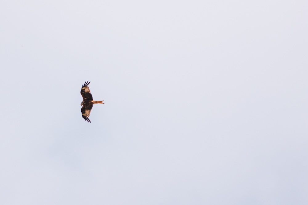 Red Kite, Brecon Beacons