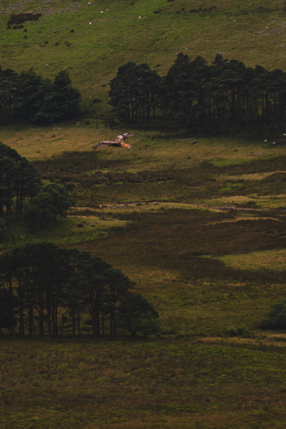 Red Kite Feading Station