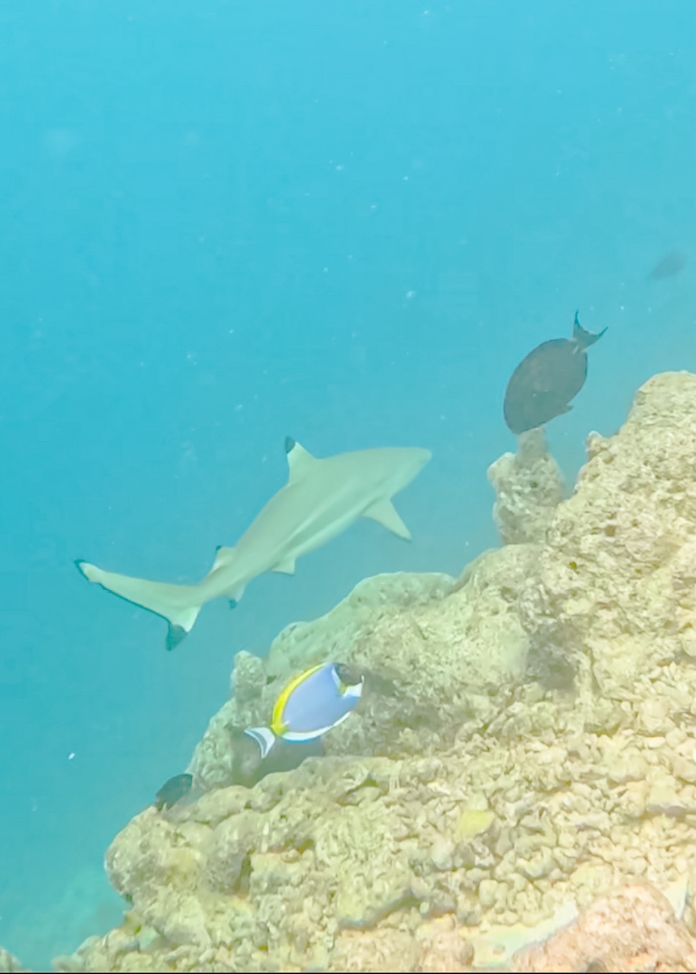 Reef shark