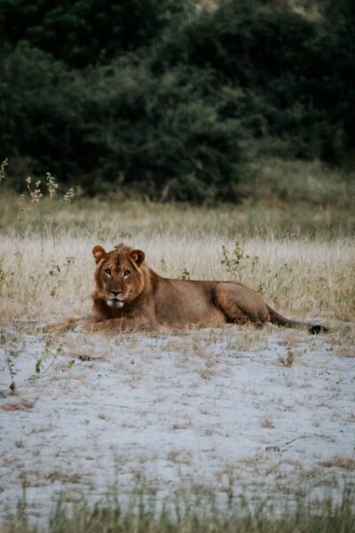 Reisroute Botswana, leeuw in Chobe
