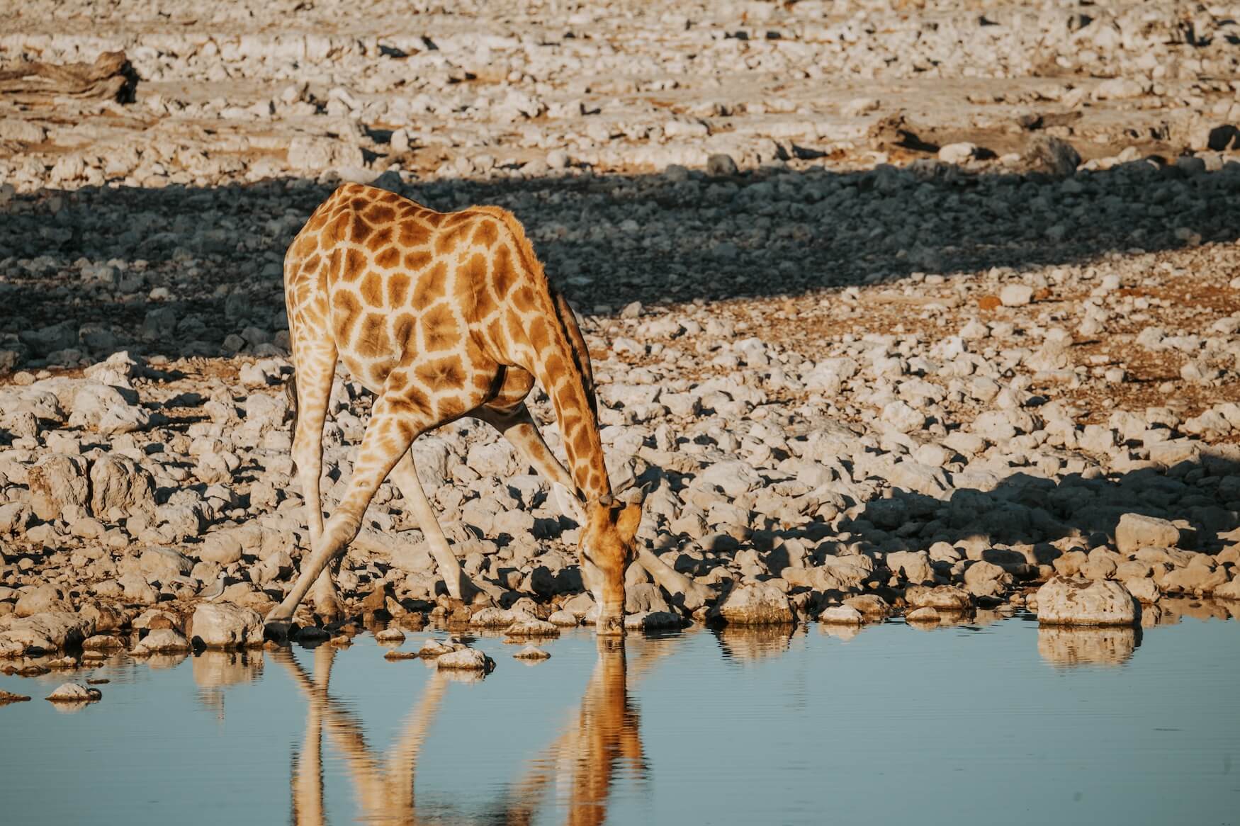 Reisroute Namibië, Ethosha, drinkende giraffe